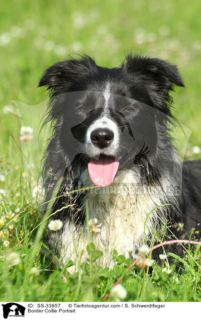 Border Collie Portrait / SS-33857