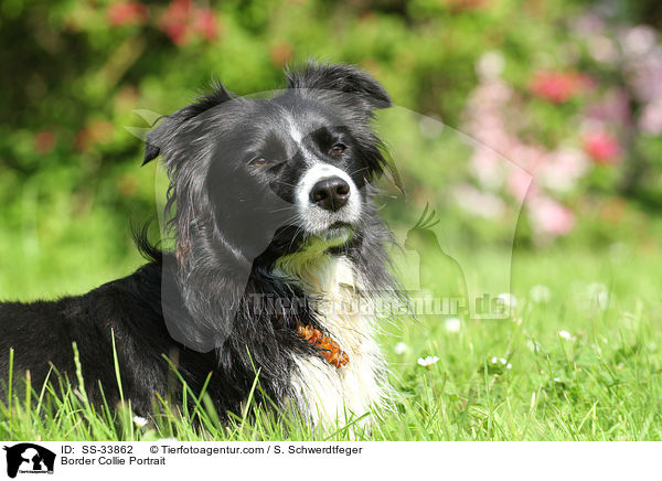 Border Collie Portrait / SS-33862