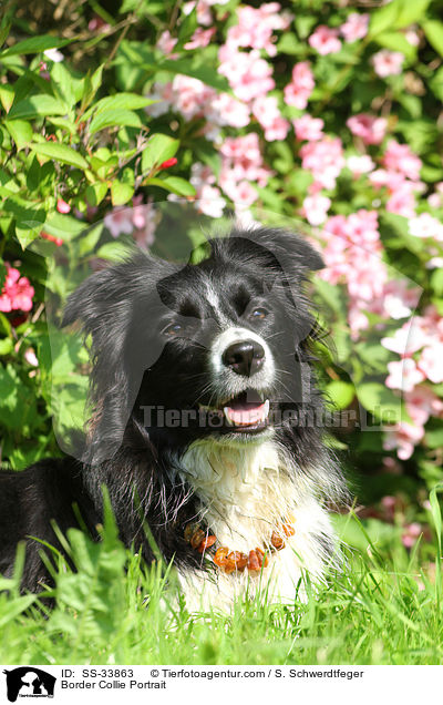 Border Collie Portrait / SS-33863