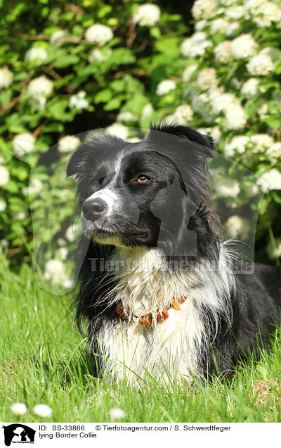 liegender Border Collie / lying Border Collie / SS-33866