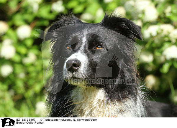 Border Collie Portrait / SS-33867