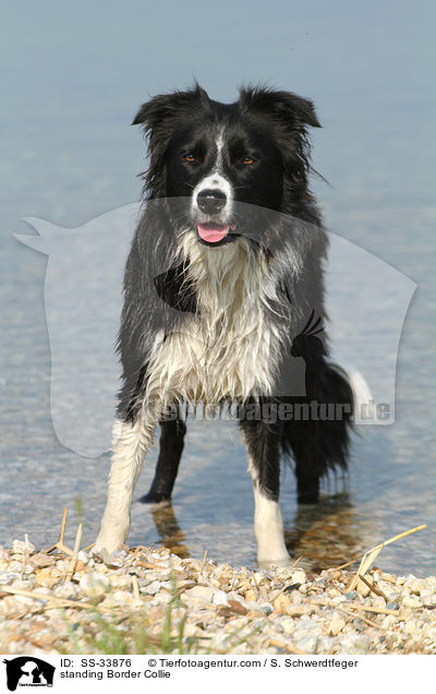standing Border Collie / SS-33876