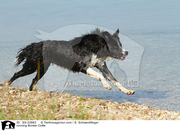 running Border Collie / SS-33883