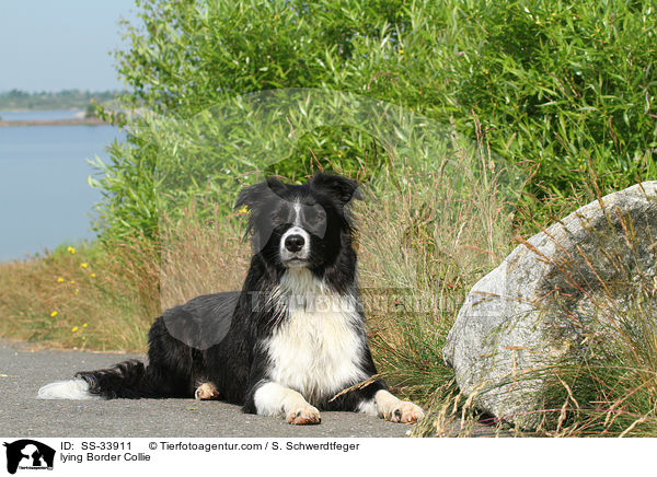 lying Border Collie / SS-33911