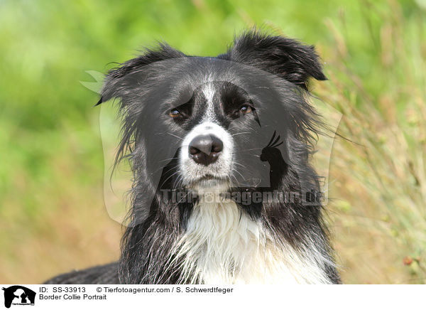 Border Collie Portrait / SS-33913