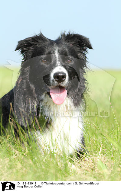 lying Border Collie / SS-33917