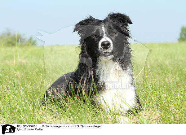 lying Border Collie / SS-33918