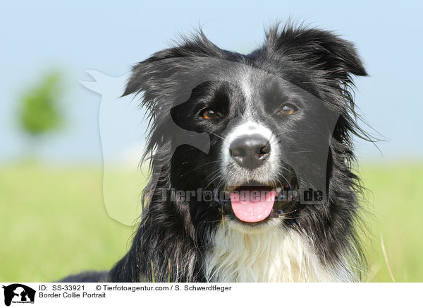 Border Collie Portrait / SS-33921