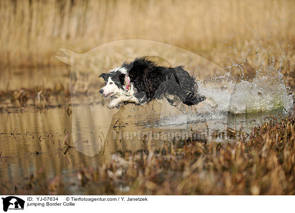 springender Border Collie / jumping Border Collie / YJ-07634