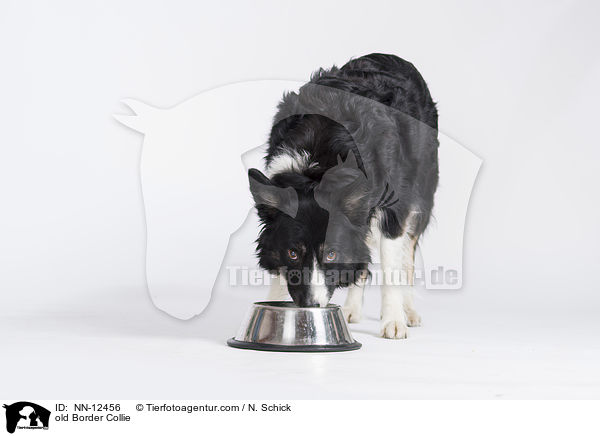 alter Border Collie / old Border Collie / NN-12456