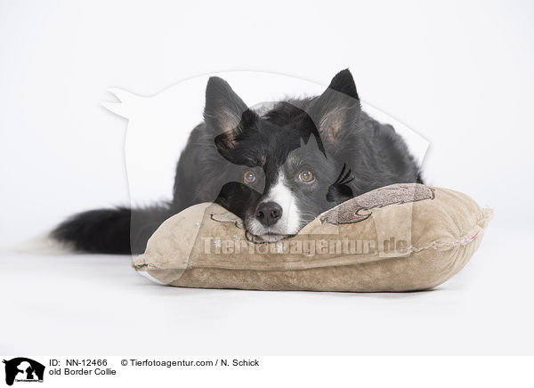 alter Border Collie / old Border Collie / NN-12466