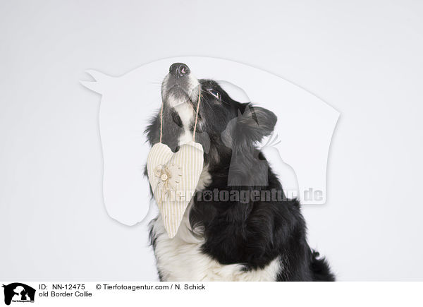 alter Border Collie / old Border Collie / NN-12475