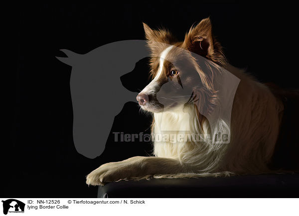 lying Border Collie / NN-12526