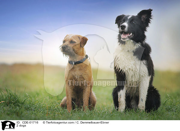 2 Hunde / 2 dogs / CDE-01716