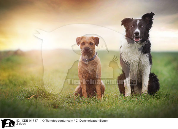 2 Hunde / 2 dogs / CDE-01717