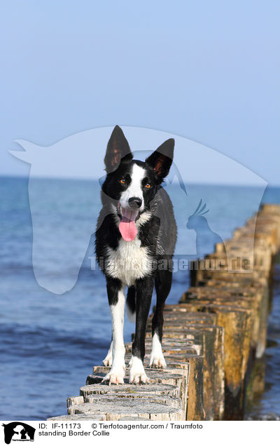 stehender Border Collie / standing Border Collie / IF-11173