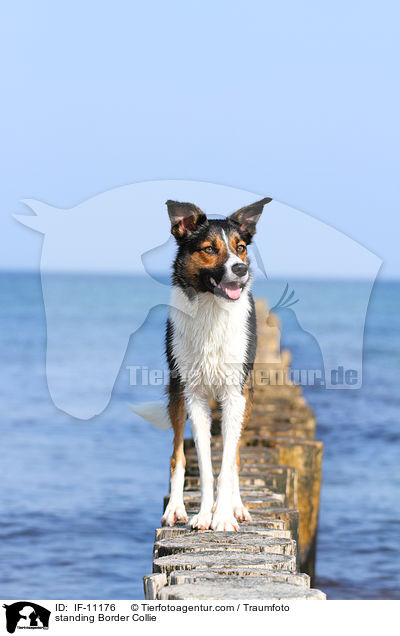 stehender Border Collie / standing Border Collie / IF-11176