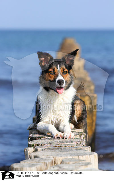 liegender Border Collie / lying Border Collie / IF-11177