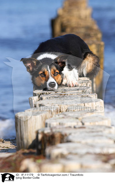 liegender Border Collie / lying Border Collie / IF-11179