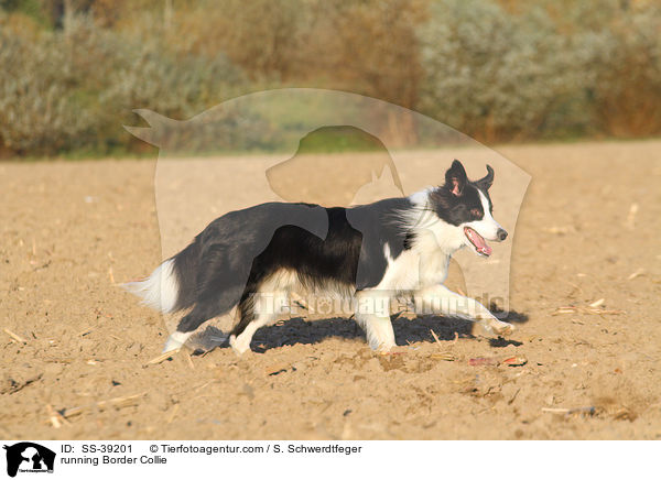 running Border Collie / SS-39201