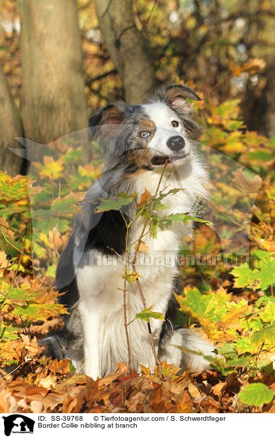 Border Collie knabbert an Zweig / Border Collie nibbling at branch / SS-39768