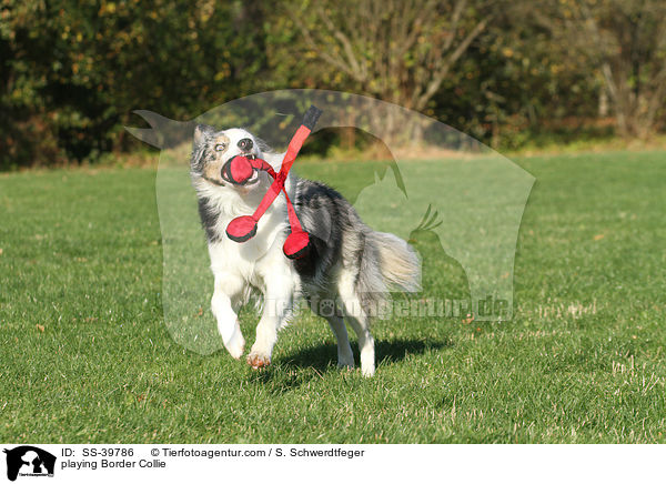 spielender Border Collie / playing Border Collie / SS-39786