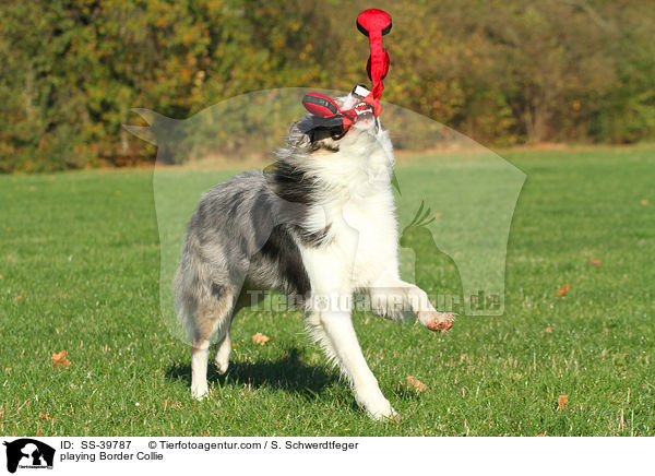 spielender Border Collie / playing Border Collie / SS-39787