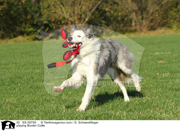 spielender Border Collie / playing Border Collie / SS-39790