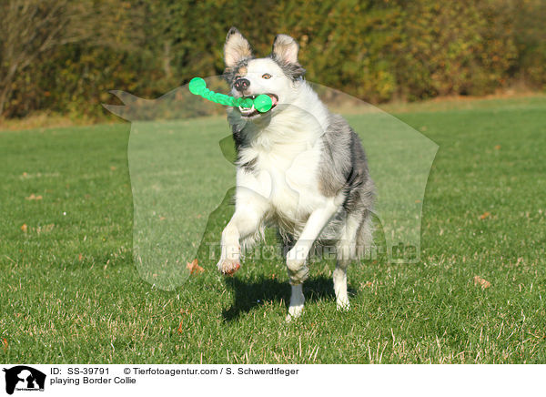 spielender Border Collie / playing Border Collie / SS-39791