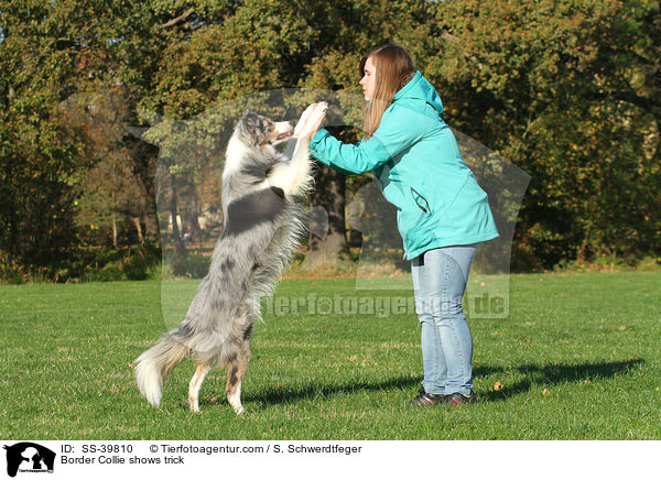 Border Collie zeigt Trick / Border Collie shows trick / SS-39810