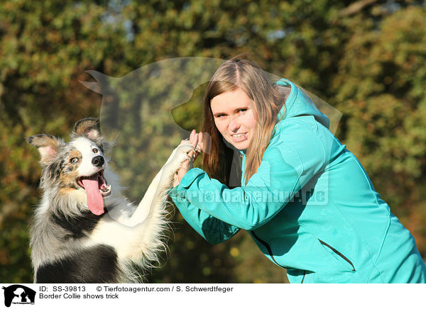 Border Collie zeigt Trick / Border Collie shows trick / SS-39813