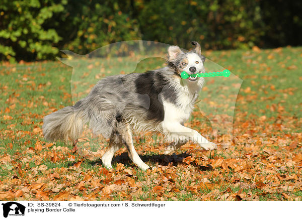 spielender Border Collie / playing Border Collie / SS-39824
