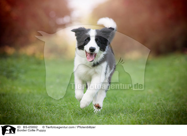 Border Collie Puppy / BS-05892