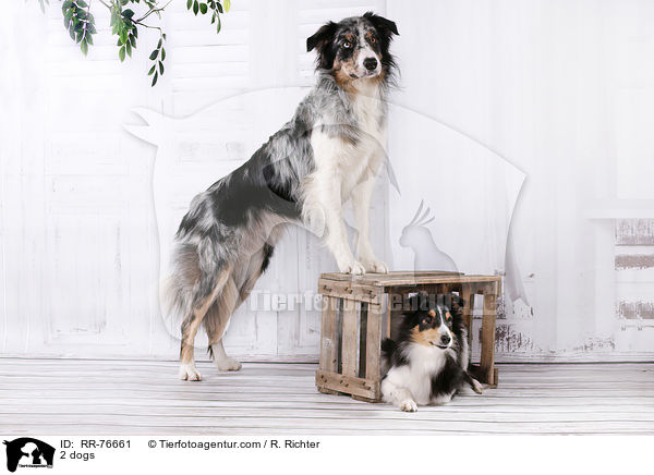 2 Hunde / 2 dogs / RR-76661