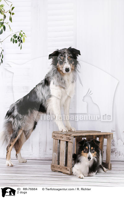 2 Hunde / 2 dogs / RR-76664