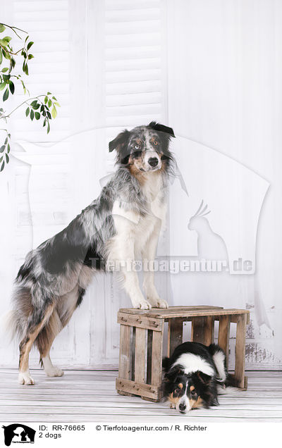2 Hunde / 2 dogs / RR-76665