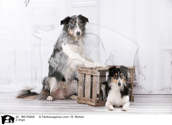 2 Hunde / 2 dogs / RR-76669