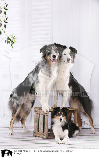 3 Hunde / 3 dogs / RR-76671
