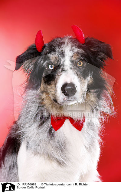 Border Collie Portrait / Border Collie Portrait / RR-76688