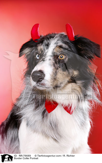 Border Collie Portrait / Border Collie Portrait / RR-76689