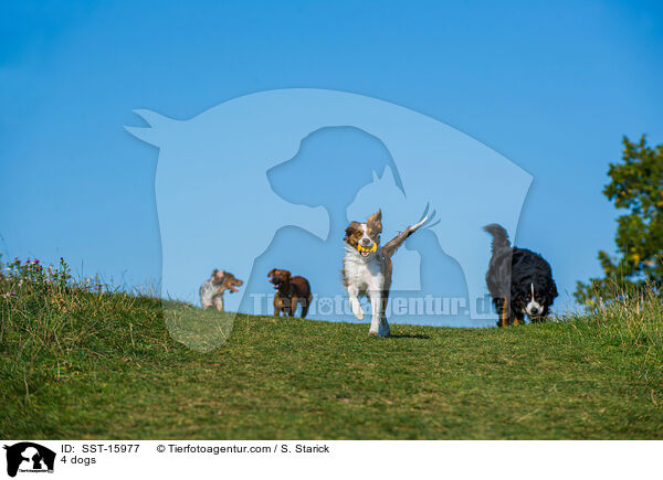 4 dogs / SST-15977