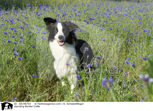 stehender Border Collie / standing Border Collie / SS-46703