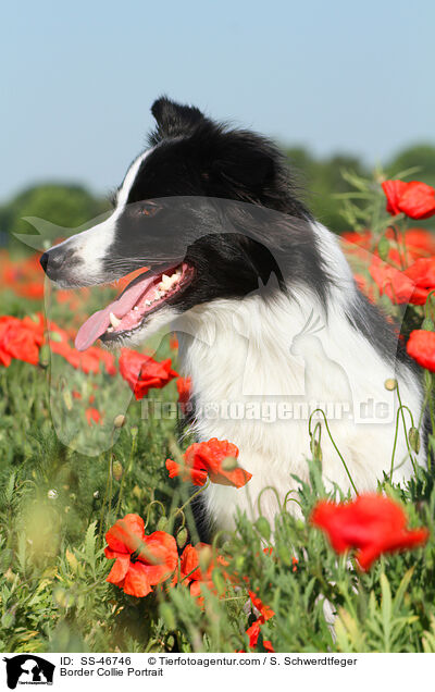 Border Collie Portrait / Border Collie Portrait / SS-46746