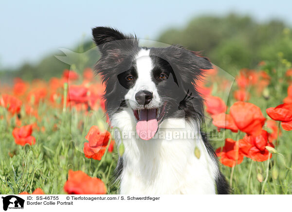 Border Collie Portrait / Border Collie Portrait / SS-46755