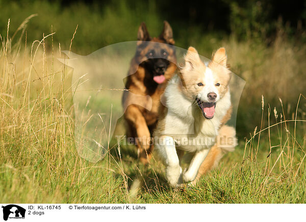 2 dogs / KL-16745