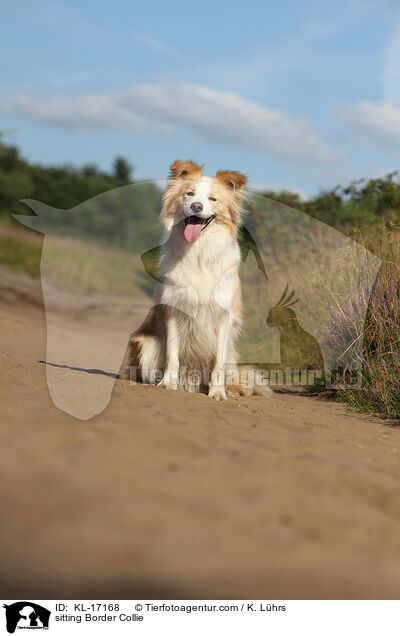 sitzender Border Collie / sitting Border Collie / KL-17168