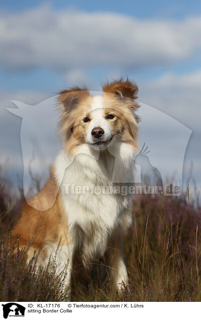 sitzender Border Collie / sitting Border Collie / KL-17176