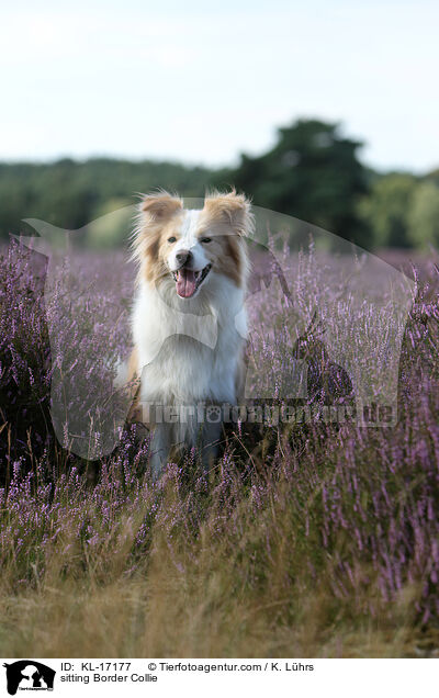 sitzender Border Collie / sitting Border Collie / KL-17177