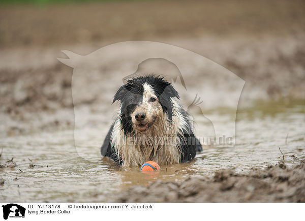 liegender Border Collie / lying Border Collie / YJ-13178