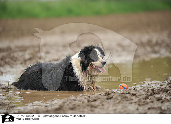 liegender Border Collie / lying Border Collie / YJ-13182